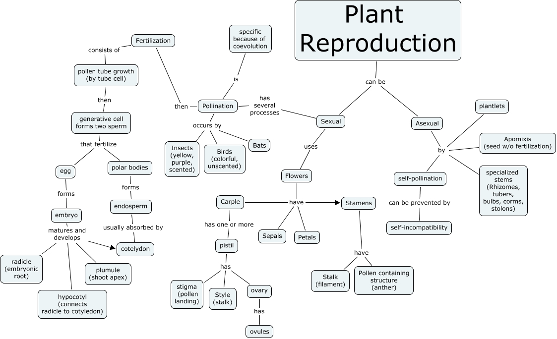 plant reproduction